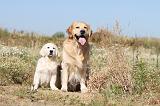 GOLDEN RETRIEVER 210